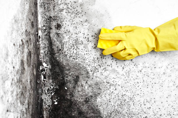 Copperas Cove, TX Mold Removal Company